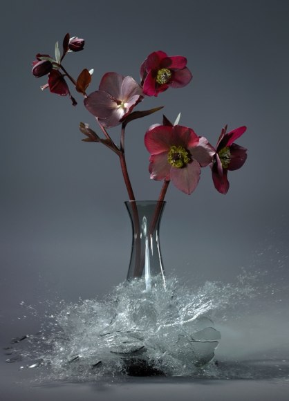 Martin Klimas, Helleborus II, 2016