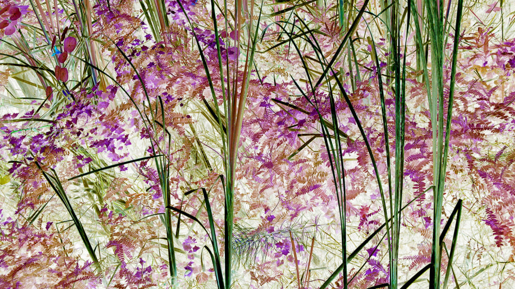 Analog v. Digital, Irene Imfeld - &quot;Flora 0066&quot;, 2017