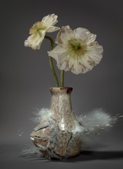 Martin Klimas, Papaver VI, 2016