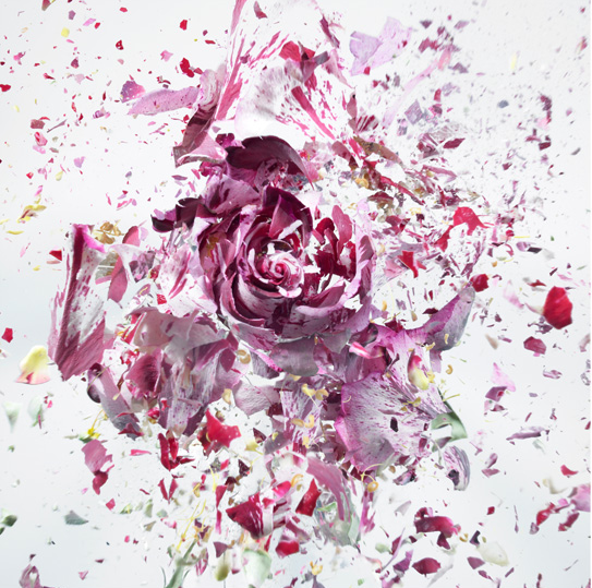 Martin Klimas, Exploding Flower (01), 2012