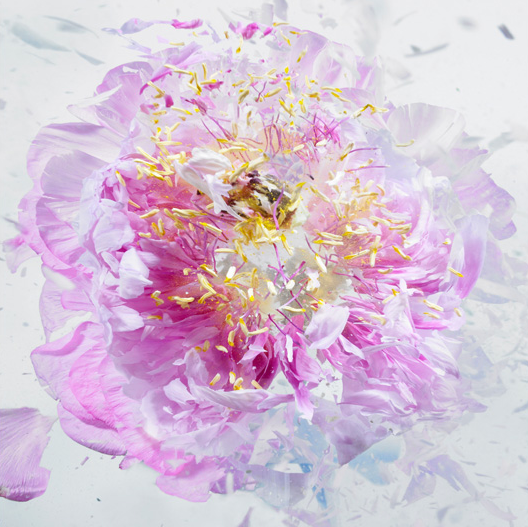 Martin Klimas, Exploding Flower (02), 2012