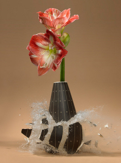 Untitled (Amaryllis III), 2007