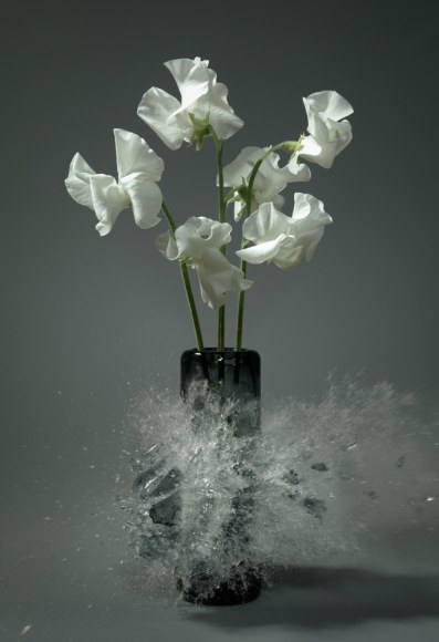 Martin Klimas, Lathyrus Latifolius II, 2016