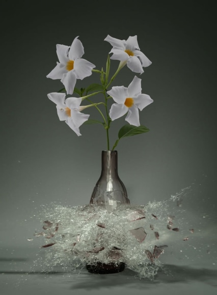 Martin Klimas, Untitled (Dipladenia), 2015