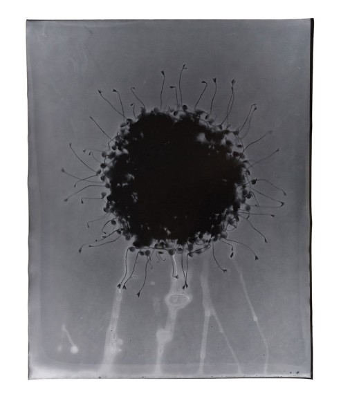 Analog v. Digital, Anne Arden McDonald - &quot;Growing Planet&quot;, 2015