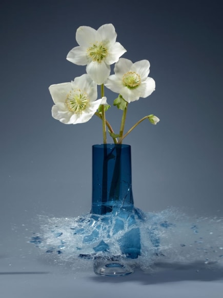 Martin Klimas, Helleborus V, 2019