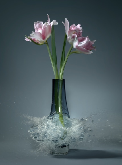 Martin Klimas, Tulipa V, 2016