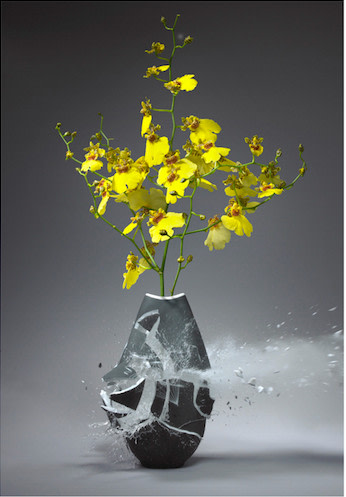 Martin Klimas, Orchidaceae VII, 2010