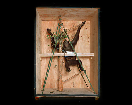 Smithsonian Monkey, 2005