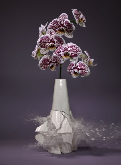 Martin Klimas, Orchidaceae X, 2019