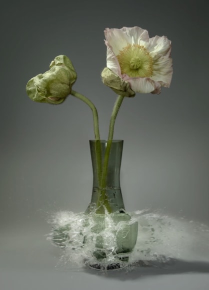 Martin Klimas, Papaver X, 2017