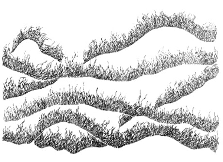 Leaves of Grass by Walt Whitman, 2006