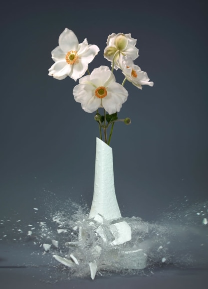 Martin Klimas, Anemone hupehensis, 2019