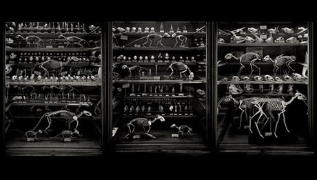 Animal Logic Triptych, 2002