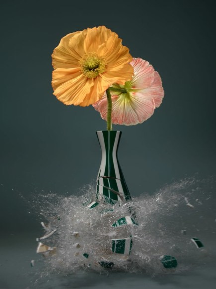 Martin Klimas, Papaver XII, 2019
