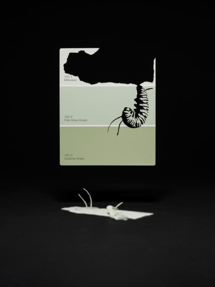 Thomas Allen, 10C-1 (MILKWEED), 2015