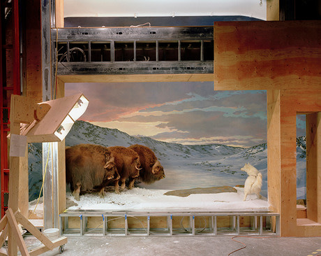 Diorama with Yak, Ottawa, 2007