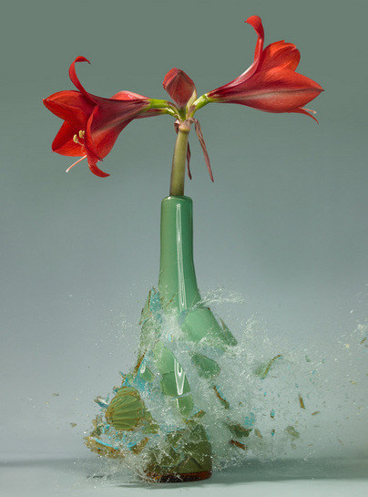 Untitled (Amaryllis IV), 2007