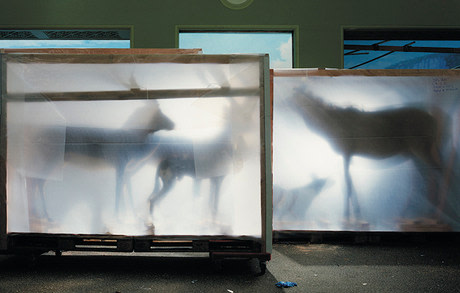 Backlit Hoofed Animals, San Francisco, 2005