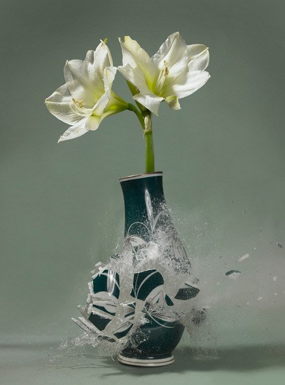 Untitled (Amaryllis II), 2007