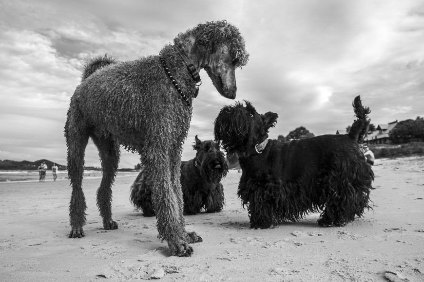 lone goat gallery byron bay Rob Scott-Mitchell