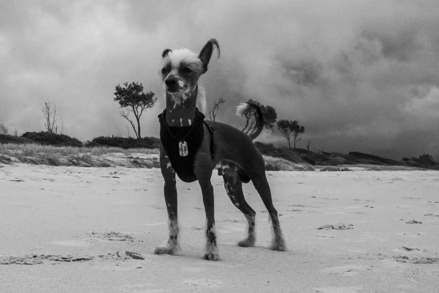 lone goat gallery byron bay Rob Scott-Mitchell