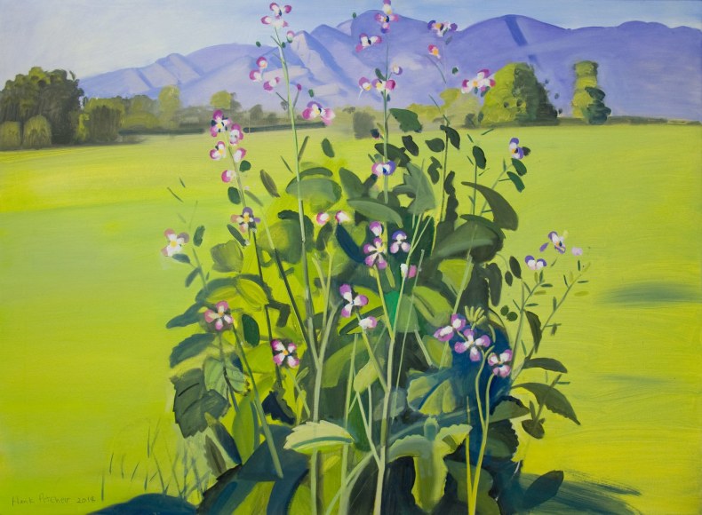Hank Pitcher, Wild Radish, 2018