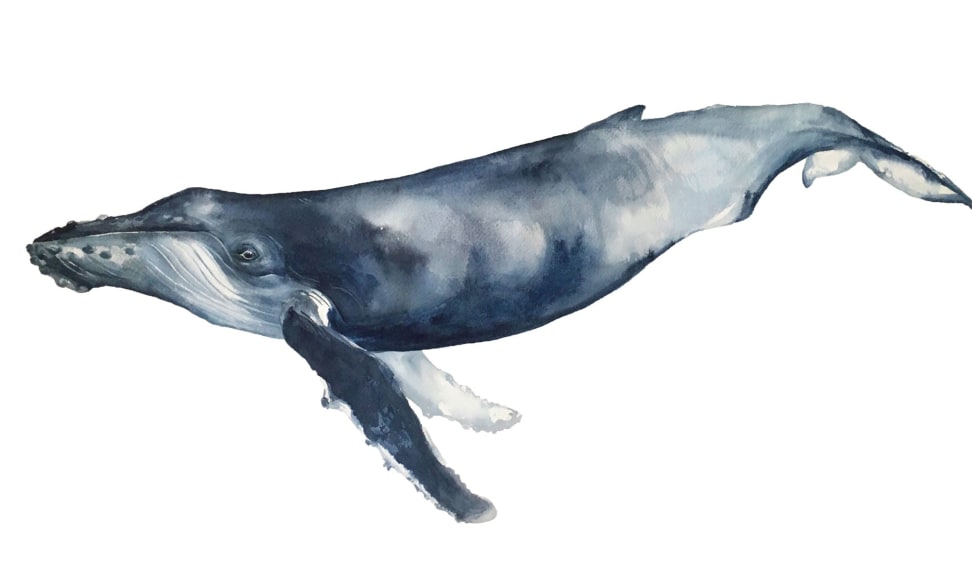 KELLY CLAUSE , Humpback, 2020