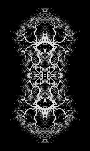 BARBARA PARMET , Blue Oak Branches, 2021