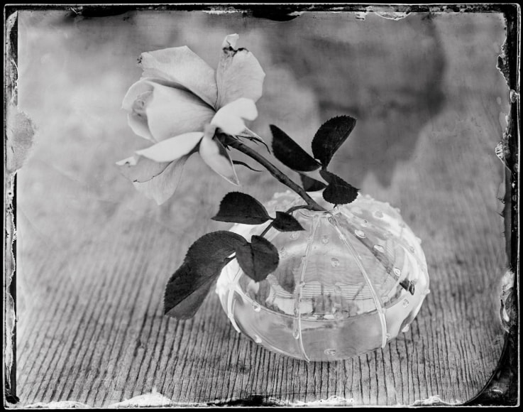 SARA YERKES, Rose, 2021