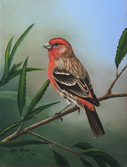 JIM HODGSON , House FInch, 2021