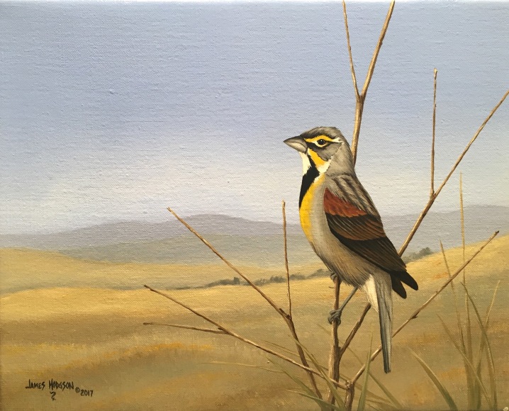 JAMES HODGSON , Dickcissal, 2017