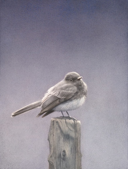 Susan McDonnell, Phoebe, 2018