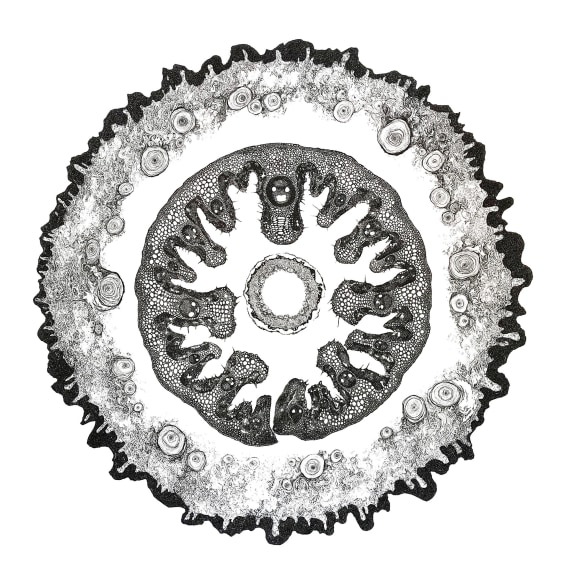 SOMMER ROMAN , Cell Portrait 4 (I Feel You, You Feel Me), 2017