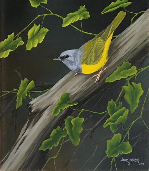 JAMES HODGSON, MacGillivray&rsquo;s Warbler, 2021