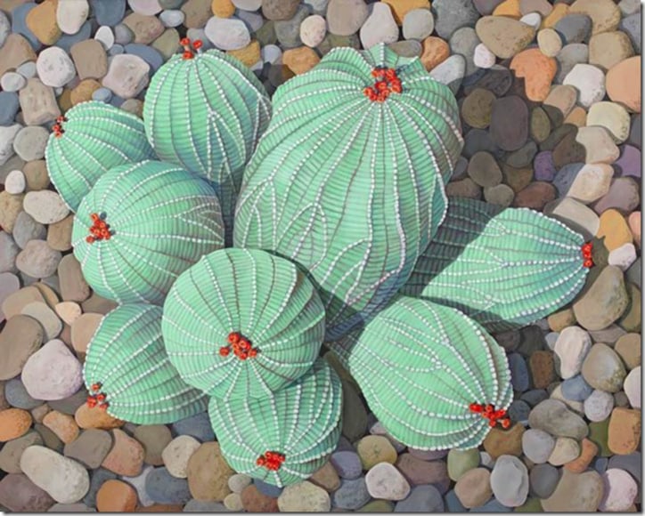 Dorothy Churchill-Johnson, Euphorbia 3