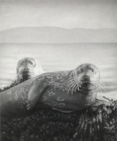 SUSAN MCDONNELL, Basking, 2021