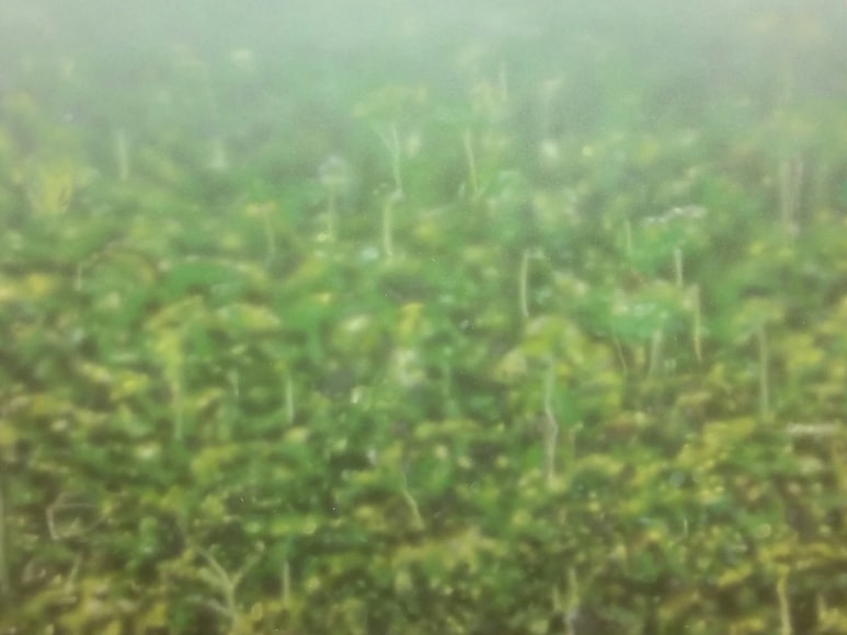 Melanie Smith, Fordlandia, 2014. Acrylic enamel on acrylic, 19 x 23 5/8 x 1 1/8 in. (48.3 x 60 x 2.9 cm.)