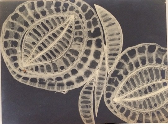 Fotograma 32, 1962. Photogram. 7 3/32 x 9 7/16 in. (18 x 24 cm.)