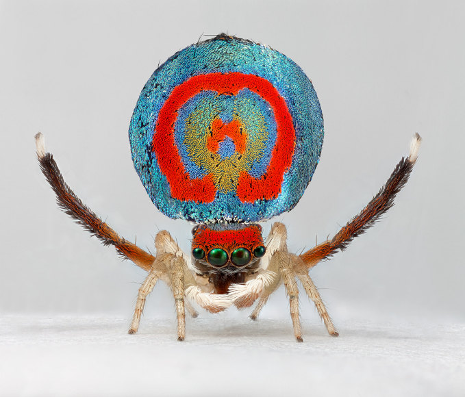 Mar&iacute;a Fernanda Cardoso,&nbsp;Spiders of Paradise: Maratus splendens from Actual Size Series, Ed. 5/5 [Edition of 5+2 AP],&nbsp;2019,&nbsp;Deep focus microscopy, pigment print on premium photo paper,&nbsp;5/5,&nbsp;59 1/16 x 61 3/8 in (150 x 156 cm.)