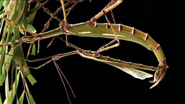 Maria Fernanda Cardoso &amp;amp; Harley, Stick Insects Most Intimate Moments, On Video!, 2011. 