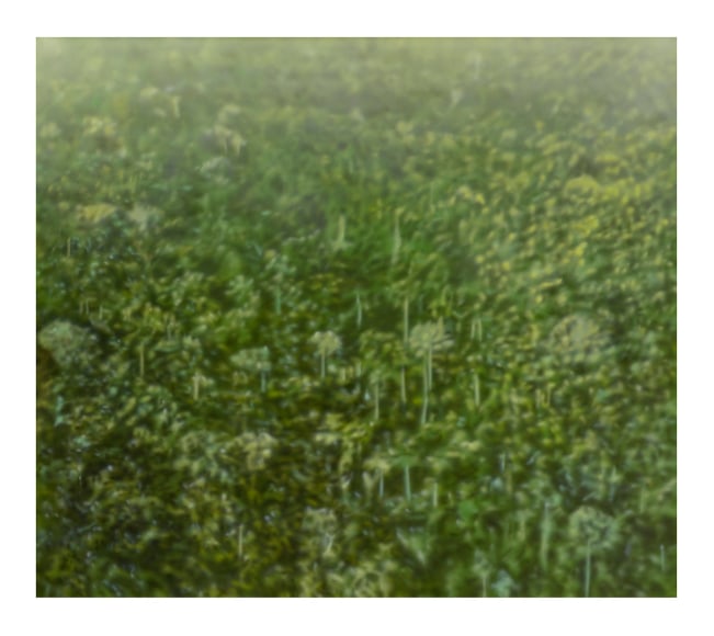 Melanie Smith, Fordlandia X, 2014. Acrylic enamel on acrylic, 55 1/16 x 62 15/16 x 1 1/8 in.