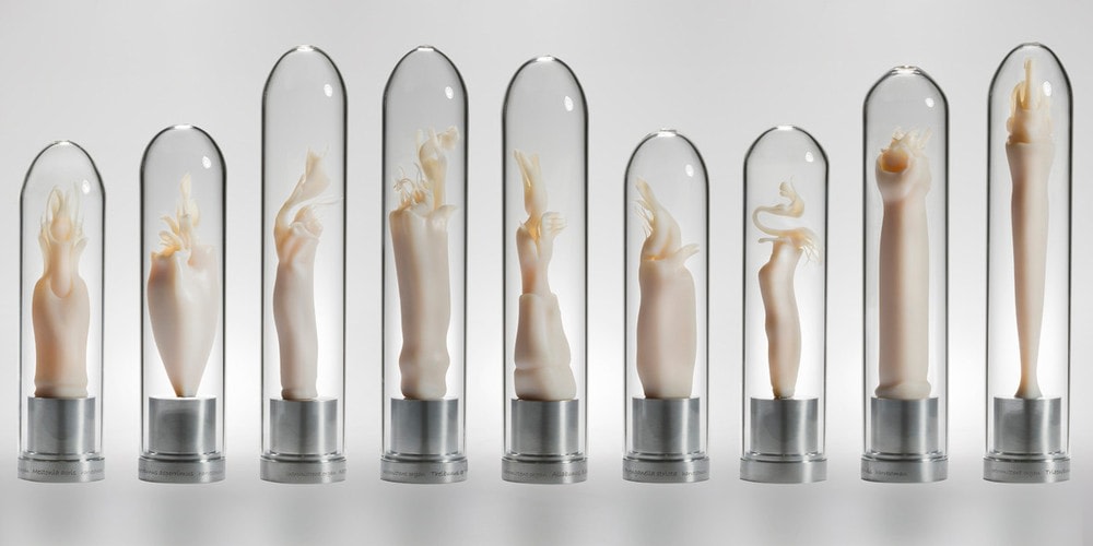 Maria Fernanda Cardoso, Intromittent organ of the Notomincia divera (Tasmanian harvestman) Opillones, Edition 5, 2 A/P, 2008-2009. Resin, glass, metal, 11 x 2 3/8 x 2 3/8 in.