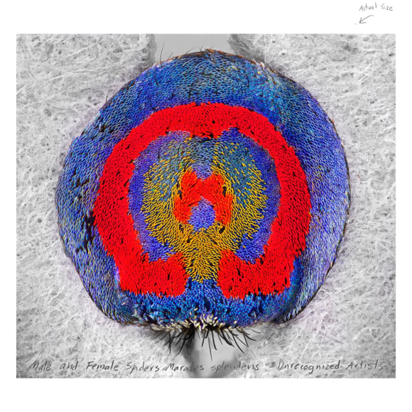 Maria Fernanda Cardoso,&nbsp;Actual Size I, Ed. AP1 [Edition of 5 + 2AP], 2015, Pigment print on premium photo paper 300 gr., 60&nbsp;x 60&nbsp;&nbsp;in. (152.4 x 152.4 cm.)