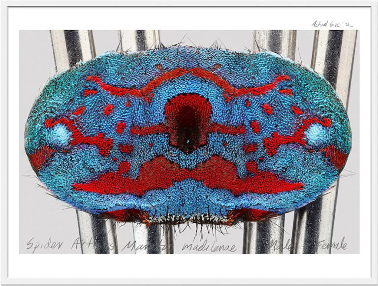 Mar&iacute;a Fernanda Cardoso, Actual Size V, [Maratus madelineae], 2021. Pigment print on premium photo paper 300 gr. mounted on Dibond,&nbsp;62 x 82 1/2 x 2 in. (157.5 x 209.6 x 5.1 cm.)