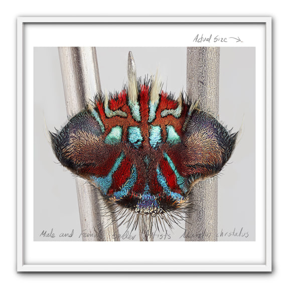 Mar&iacute;a Fernanda Cardoso, Actual Size IX, [Maratus christatus], 2021. Pigment print on premium photo paper 300 gr. mounted on Dibond,&nbsp;60 x 60 in. (152.4 x 152.4 cm.)