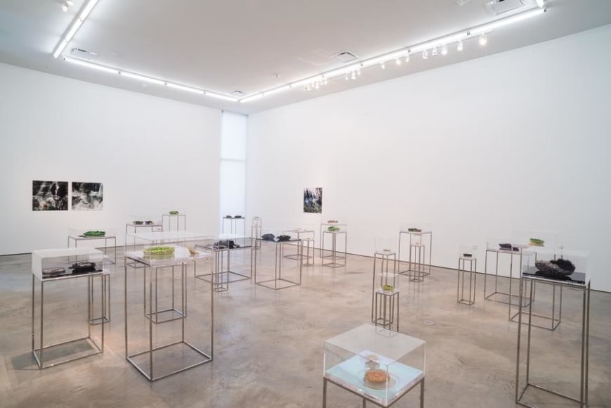 Ana Maria Tavares, Euryale Amazonica, Installation view, 2014.