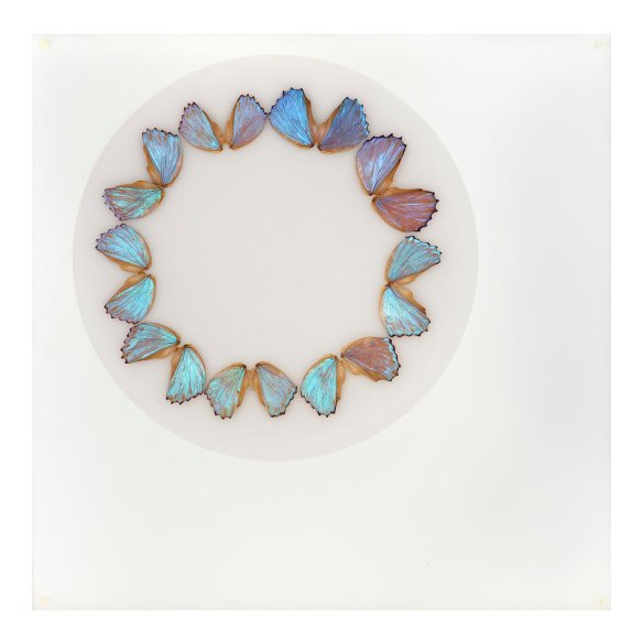 Mar&iacute;a Fernanda Cardoso, Butterfly Drawing, 2002. Butterfly wings mounted on acrylic, 7 13/16 x 7 13/16 x 5/16 in. (20 x 20 x .8 cm.)
