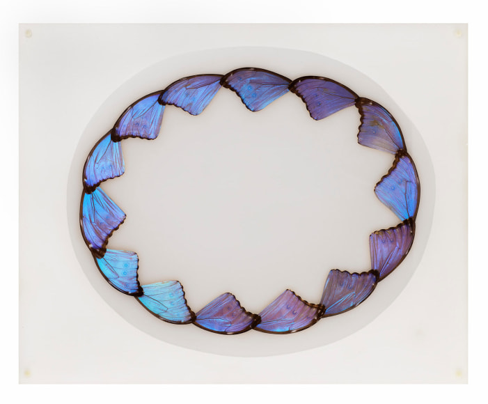 Mar&iacute;a Fernanda Cardoso, Butterfly Drawing [Morpho didius], 2003-2004. Butterfly wings mounted on acrylic, 15 3/4 x 19 11/16 x 9/16 in. (40 x 50 x 1.5 cm.)