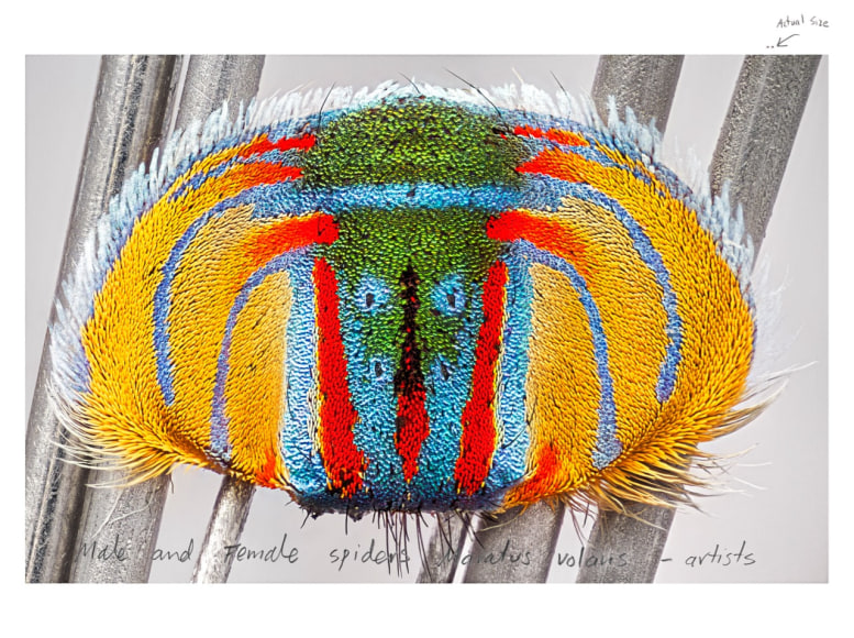 Maria Fernanda Cardoso,&nbsp;Actual Size II, Ed. 2/5 [Edition of 5 + 2AP], 2016, Pigment print on premium photo paper, 300 gr., 60&nbsp;x 80 1/8 in. (152.4 x 203.6 cm.)